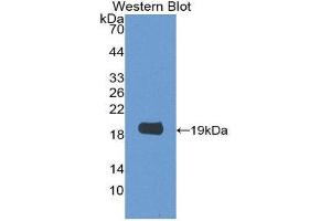 Western Blotting (WB) image for anti-Lectin, Galactoside-Binding, Soluble, 2 (LGALS2) (AA 1-130) antibody (ABIN1868097) (Galectin 2 Antikörper  (AA 1-130))