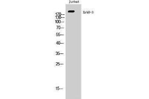 Western Blotting (WB) image for anti-Receptor Tyrosine-Protein Kinase ErbB-3 (ERBB3) (Ser359) antibody (ABIN3184531) (ERBB3 Antikörper  (Ser359))