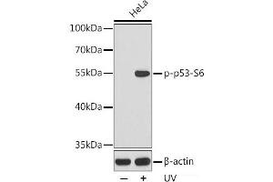 Western blot analysis of extracts from HeLa cells using Phospho-p53(S6) Polyclonal Antibody. (p53 Antikörper  (pSer6))