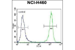 Flow cytometric analysis of NCI-H460 cells (right histogram) compared to a negative control cell (left histogram). (DGKQ Antikörper  (C-Term))