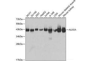 Western blot analysis of extracts of various cell lines using ALDOA Polyclonal Antibody at dilution of 1:1000. (ALDOA Antikörper)