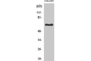 Western Blot analysis of various cells using Lamin B1 Polyclonal Antibody diluted at 1:2000. (Lamin B1 Antikörper  (N-Term))