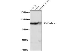 Western blot analysis of extracts of various cell lines, using ST antibody (ABIN7270303) at 1:1000 dilution. (STAT1 Antikörper)