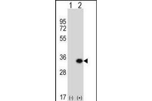 Western Blotting (WB) image for anti-Glutamate-Cysteine Ligase, Modifier Subunit (GCLM) (AA 246-274), (C-Term) antibody (ABIN653046)