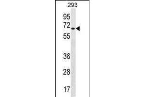 ZN Antibody (Center) (ABIN1538143 and ABIN2849917) western blot analysis in 293 cell line lysates (35 μg/lane). (ZNF426 Antikörper  (AA 234-260))