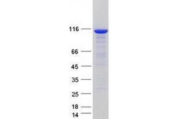 UBA7 Protein (Myc-DYKDDDDK Tag)