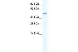 TMEM108 Antikörper  (Middle Region)