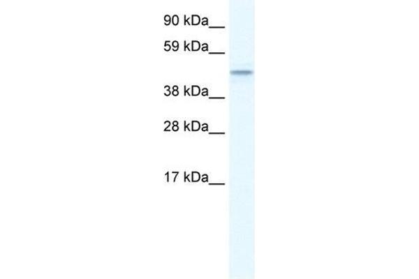 TMEM108 Antikörper  (Middle Region)