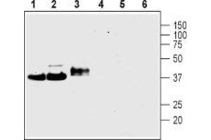 Western blot analysis of rat brain membranes (lanes 1 and 4), mouse brain membranes (lanes 2 and 5) and rat PC12 pheochromocytoma cell line lysate (lanes 3 and 6): - 1-3. (Synaptophysin Antikörper  (Intravesicular Loop))