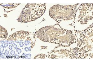 Immunohistochemical analysis of paraffin-embedded mouse testis tissue. (p53 Antikörper)