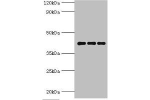 Western blot All lanes: Peptidyl-prolyl cis-trans isomerase D antibody at 9 μg/mL Lane 1: Mouse brain tissue Lane 2: A549 whole cell lysate Lane 3: MCF-7 whole cell lysate Secondary Goat polyclonal to rabbit IgG at 1/10000 dilution Predicted band size: 41 kDa Observed band size: 41 kDa (PPID Antikörper  (AA 161-370))