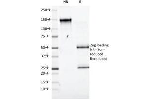 SDS-PAGE Analysis of Purified, BSA-Free CD98 Antibody (clone UM7F8). (SLC3A2 Antikörper)