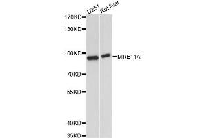 Western blot analysis of extracts of various cell lines, using MRE11A antibody. (Mre11 Antikörper)