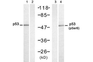 Western blot analysis of extracts from HT-29 cells untreated or treated with UV (20min), using p53 (Ab-6) antibody (E021083, Lane 1 and 2) and p53 (phospho-Ser6) antibody (E011092, Lane 3 and 4). (p53 Antikörper)