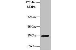 Western blot All lanes: GH2 antibody at 16 μg/mL + Mouse skeletal muscle tissue Secondary Goat polyclonal to rabbit IgG at 1/10000 dilution Predicted band size: 25, 29, 24, 28 kDa Observed band size: 25 kDa (Growth Hormone 2 Antikörper  (AA 27-217))