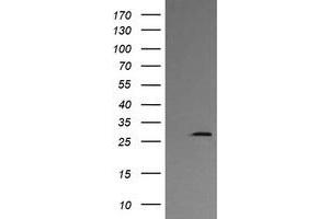 Image no. 2 for anti-Kallikrein 8 (KLK8) antibody (ABIN1498963) (Kallikrein 8 Antikörper)