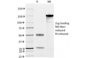 SDS-PAGE Analysis of Purified, BSA-Free CD79a Antibody Cocktail (clones JCB117 + HM47/A9). (CD79a Antikörper  (AA 202-216))