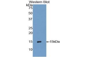 Western blot analysis of recombinant Mouse IP10. (CXCL10 Antikörper  (AA 22-98))