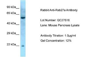 Host: Rabbit Target Name: Rab27a Sample Type: Mouse Pancreas Antibody Dilution: 1. (RAB27A Antikörper  (Middle Region))