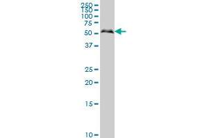 Western Blotting (WB) image for anti-SMAD, Mothers Against DPP Homolog 1 (SMAD1) (AA 1-465) antibody (ABIN517610)