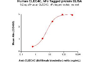 ELISA plate pre-coated by 2 μg/mL (100 μL/well) Human CC Protein, hFc Tag (ABIN7490945 and ABIN7490947) can bind Anti-CC (litifilimab biosimilar) mAb (ABIN7478040 and ABIN7491029) in a linear range of 0. (CLEC4C Protein (Fc Tag))