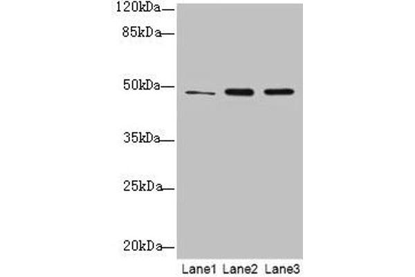GPR83 Antikörper  (AA 349-423)