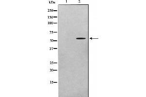 ADCK1 Antikörper  (Internal Region)