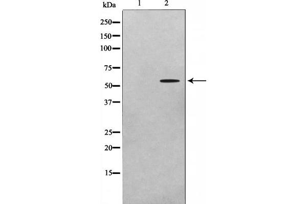 ADCK1 Antikörper  (Internal Region)