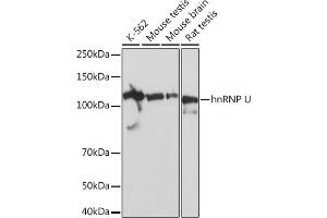 Western blot analysis of extracts of various cell lines, using hnRNP U Rabbit mAb (ABIN1679689, ABIN3018741, ABIN3018742 and ABIN7101656) at 1:1000 dilution. (HNRNPU Antikörper)