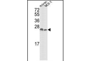 Western blot analysis of hYWHAZ- (ABIN392782 and ABIN2842219) in mouse brain tissue and MCF-7 cell line lysates (35 μg/lane). (14-3-3 zeta Antikörper  (AA 216-245))