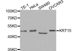 Western blot analysis of extracts of various cell lines, using KRT15 antibody. (KRT15 Antikörper)