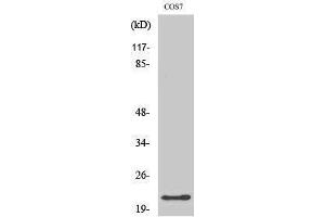 Western Blotting (WB) image for anti-Glucagon (GCG) (Internal Region) antibody (ABIN3184761) (Glucagon Antikörper  (Internal Region))