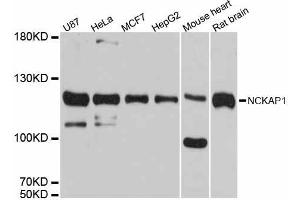 Western blot analysis of extracts of various cell lines, using NCKAP1 antibody (ABIN5998312) at 1:3000 dilution. (NCKAP1 Antikörper)
