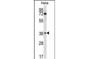 Western blot analysis in Hela cell line lysates (35ug/lane). (NUP35 Antikörper  (C-Term))