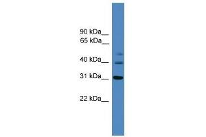 TRIB1 antibody used at 0. (TRIB1 Antikörper  (C-Term))