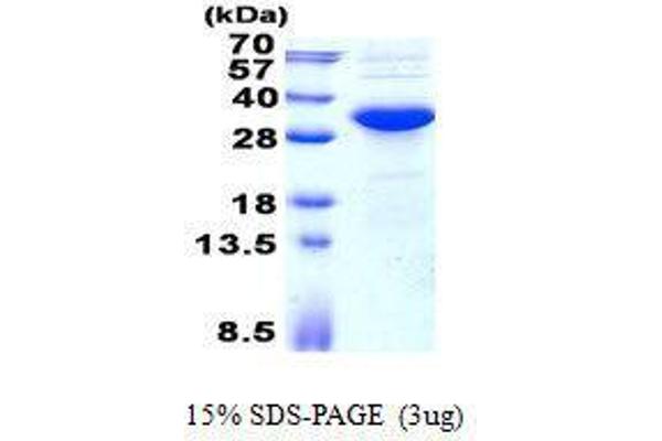 KCTD15 Protein