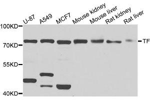 Western blot analysis of extracts of various cell lines, using TF antibody (ABIN5974916) at 1/1000 dilution. (Transferrin Antikörper)