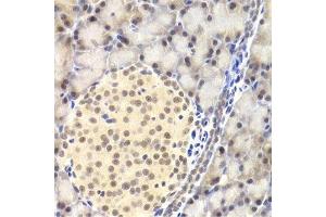 Immunohistochemistry of paraffin-embedded rat pancreas using PAWR Antibody. (PAWR Antikörper)