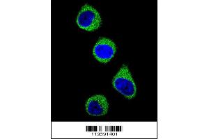 Confocal immunofluorescent analysis of M with 293 cell followed by Alexa Fluor 488-conjugated goat anti-rabbit lgG (green). (MTHFD1 Antikörper  (AA 535-562))