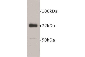 Western Blotting (WB) image for anti-Prostaglandin-Endoperoxide Synthase 1 (Prostaglandin G/H Synthase and Cyclooxygenase) (PTGS1) (C-Term) antibody (ABIN1854875) (PTGS1 Antikörper  (C-Term))