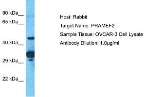 Host: Rabbit Target Name: PRAMEF2 Sample Tissue: Human OVCAR-3 Whole Cell Antibody Dilution: 1ug/ml (PRAMEF2 Antikörper  (C-Term))