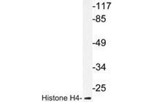 Western blot analysis of Histone H4 antibody in extracts from COS7 cells. (Histone H4 Antikörper)