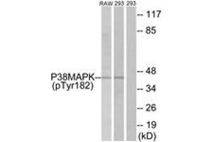 Western blot analysis of extracts from RAW264. (MAPK14 Antikörper  (pTyr182))