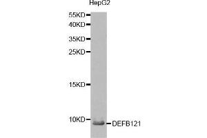 Western blot analysis of extracts from HepG2 cell, using DEFB121 antibody. (DEFB121 Antikörper  (AA 1-76))