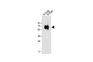 Western Blotting (WB) image for anti-CD14 (CD14) (AA 54-83), (N-Term) antibody (ABIN390260)