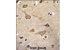 KSR2 Antibody immunohistochemistry analysis in formalin fixed and paraffin embedded human brain tissue followed by peroxidase conjugation of the secondary antibody and DAB staining. (KSR2 Antikörper  (C-Term))