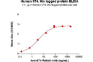 ELISA plate pre-coated by 1 μg/mL (100 μL/well) Human 5T4 Protein, His Tag (ABIN6964086, ABIN7042427 and ABIN7042428) can bind Anti-5T4 Rabbit mAb in a linear range of 3. (TPBG Protein (AA 32-355) (His tag))
