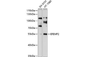 Western blot analysis of extracts of various cell lines, using EFEMP2 antibody (ABIN6129681, ABIN6139957, ABIN6139958 and ABIN6214120) at 1:1000 dilution. (FBLN4 Antikörper  (AA 26-250))