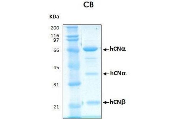 CAN Protein (AA 1-170, AA 1-521)