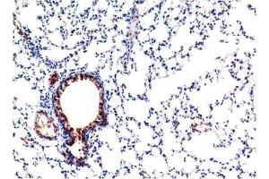 Immunohistochemical analysis of paraffin-embedded Mouse Lung Tissue using TGFβ1 Mouse mAb diluted at 1:200. (TGFB1 Antikörper)